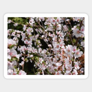 Tiny White and Pink Blossoms in Photography Magnet